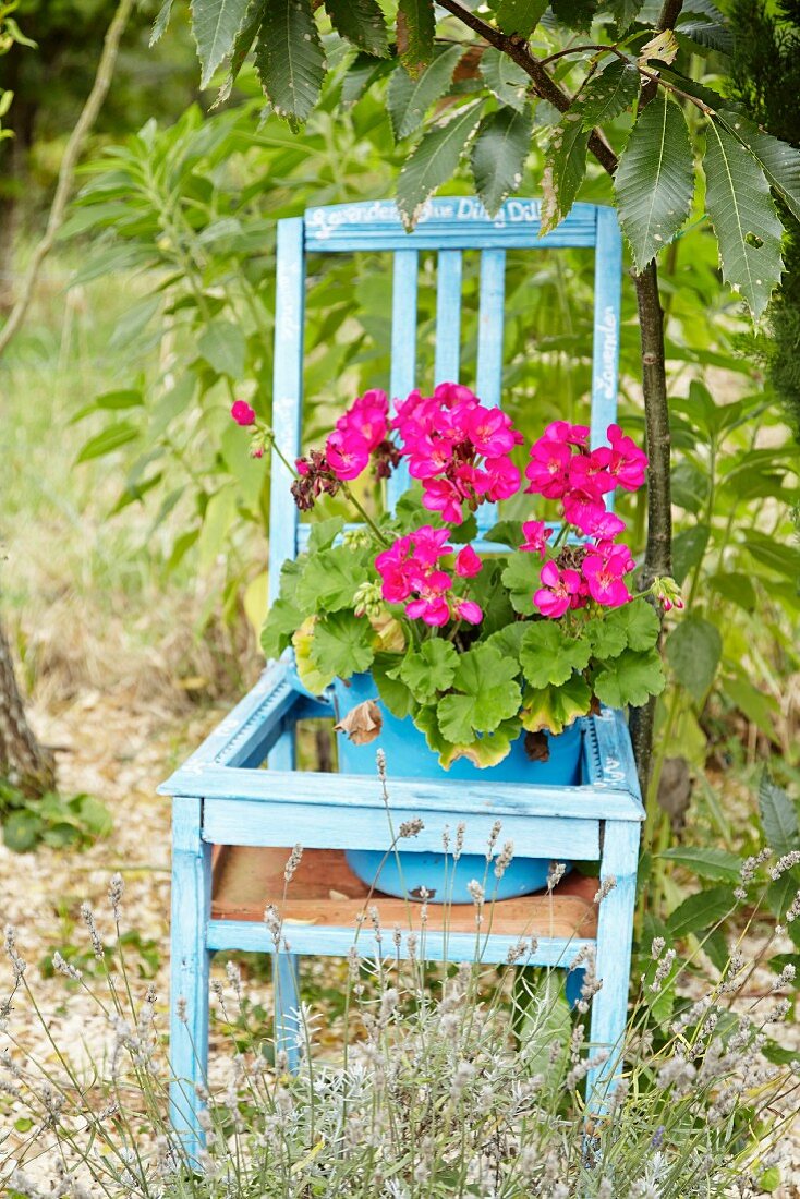 Pinkfarbene Geranie in Topf auf blauem Holzstuhl im Garten