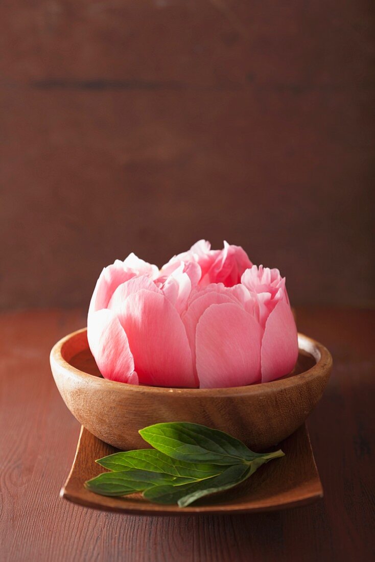 Pink peony flower in wooden bowl