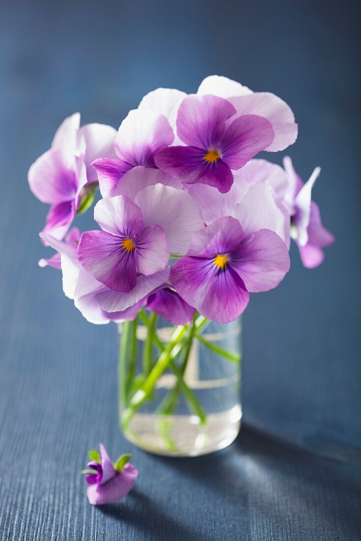 Purple violas in glass of water