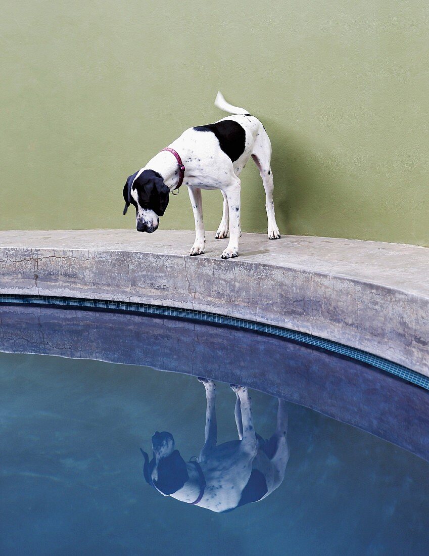 Dog on edge of concrete pool
