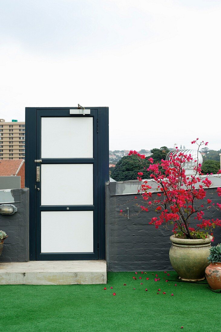 Metal door in brick half-height wall on roof terrace with red-flowering potted tree on artificial lawn