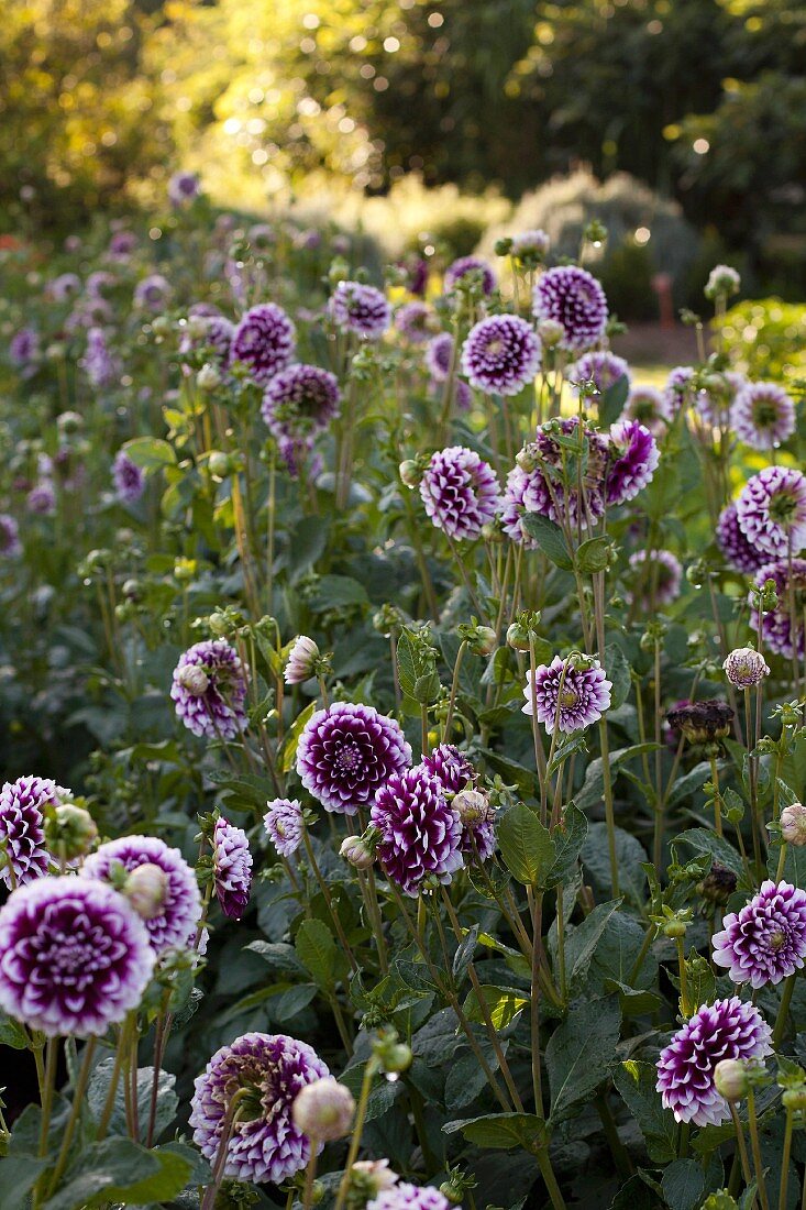 Violett blühende Dahlien im Garten