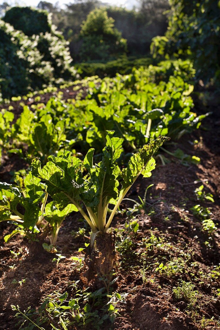 Chard growing in a garden