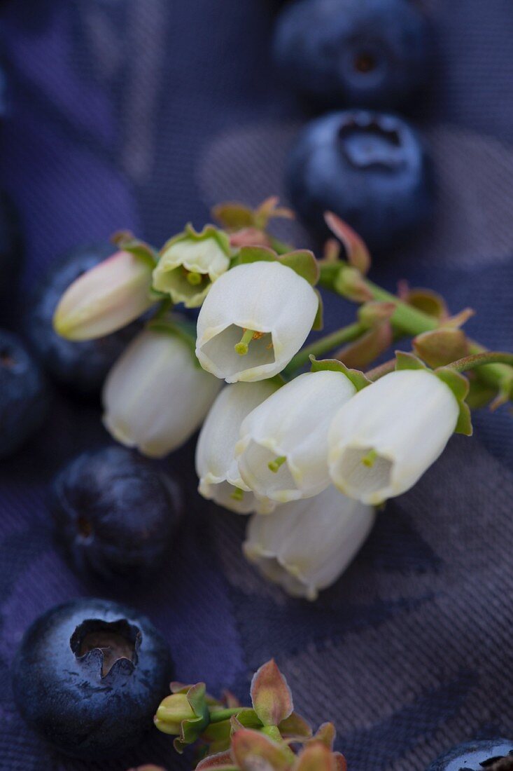 Blueberries and blueberry flowers (close-up)