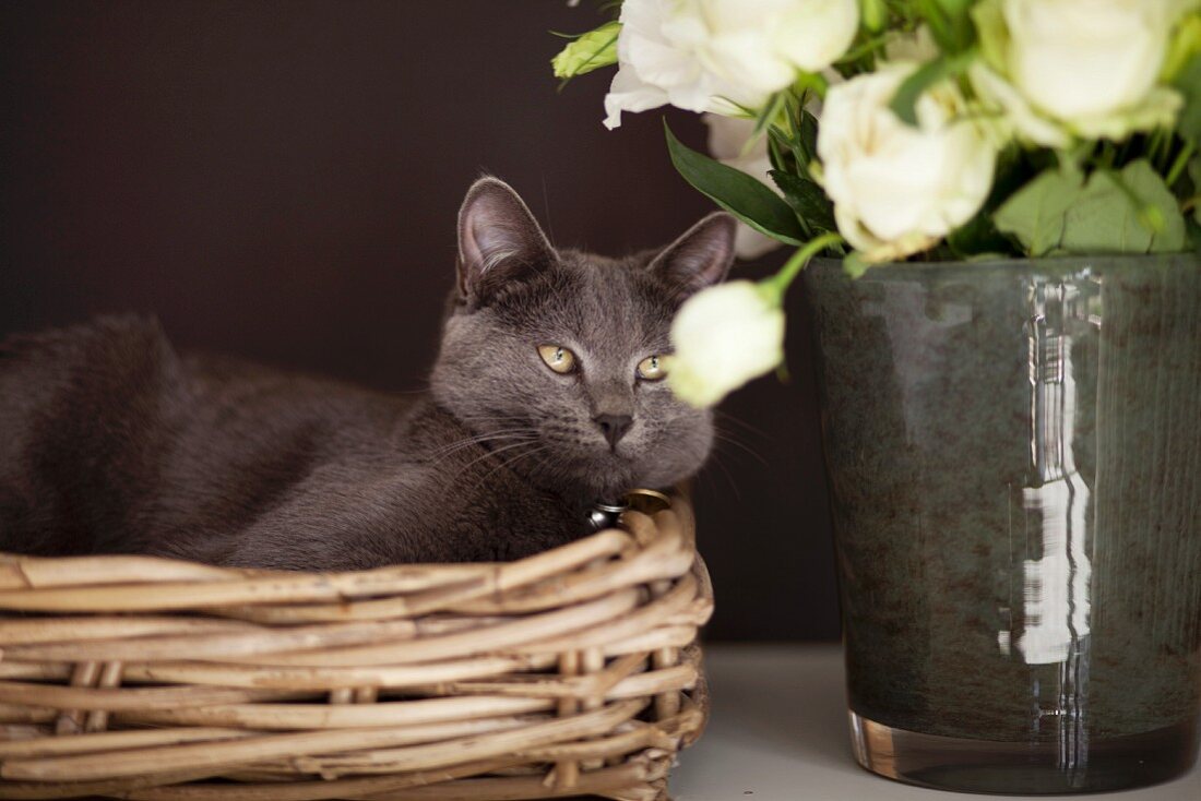 Graue Katze im Korb neben Rosenstrauss in Vase