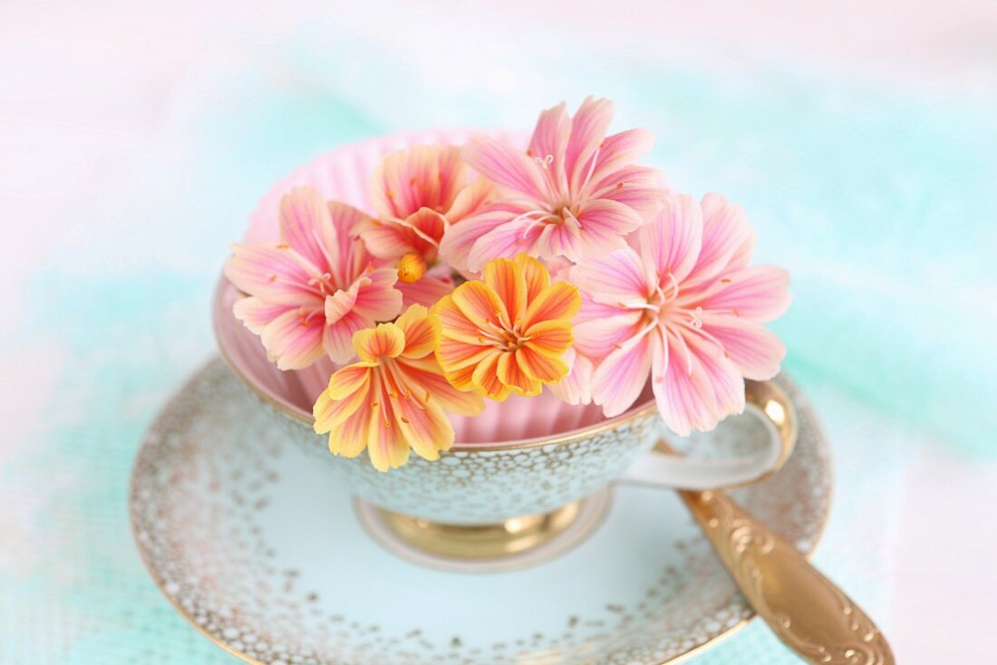 Pink and orange bitterroot flowers in vintage espresso cup