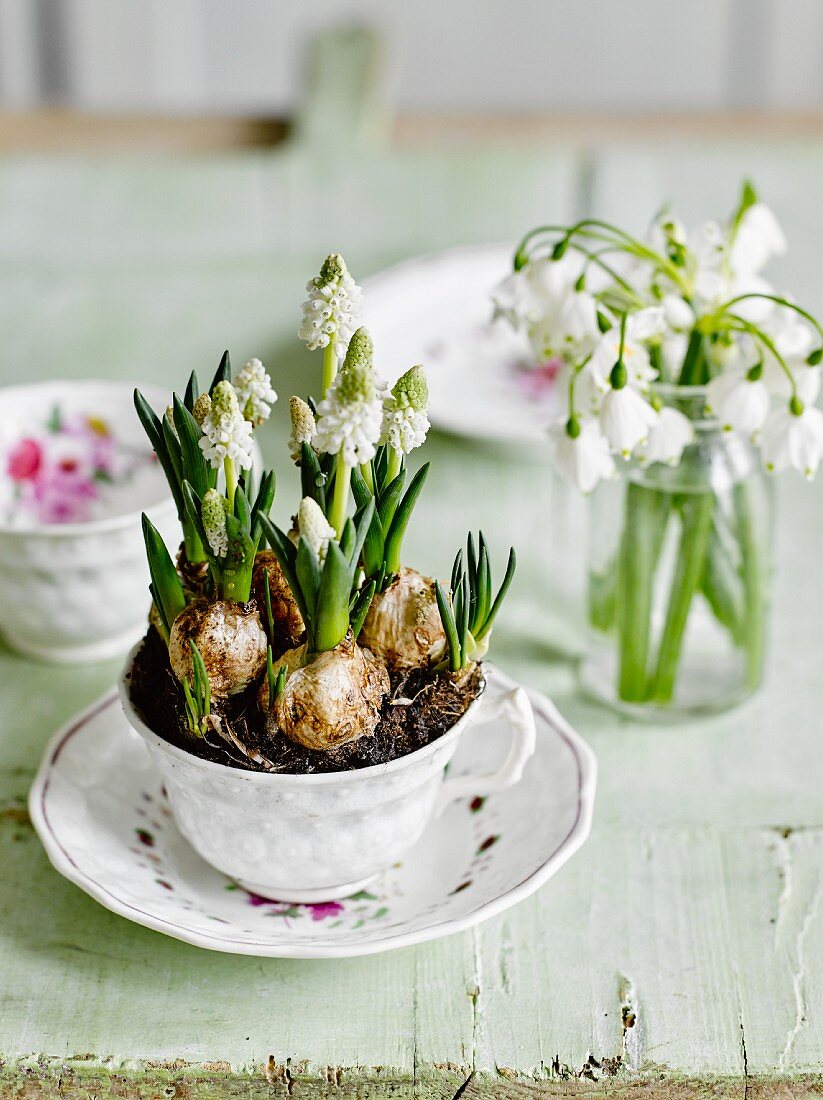 Drinking glass of snowdrops & white grape hyacinths planted in vintage teacup