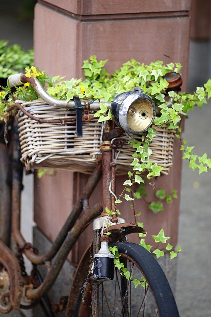 Old bicycle with ivy in basket