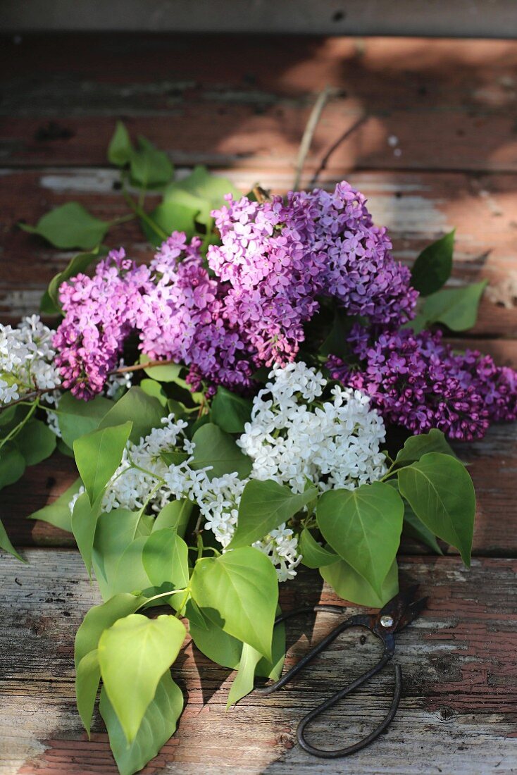 Branches of lilac and vintage shears on weathered table
