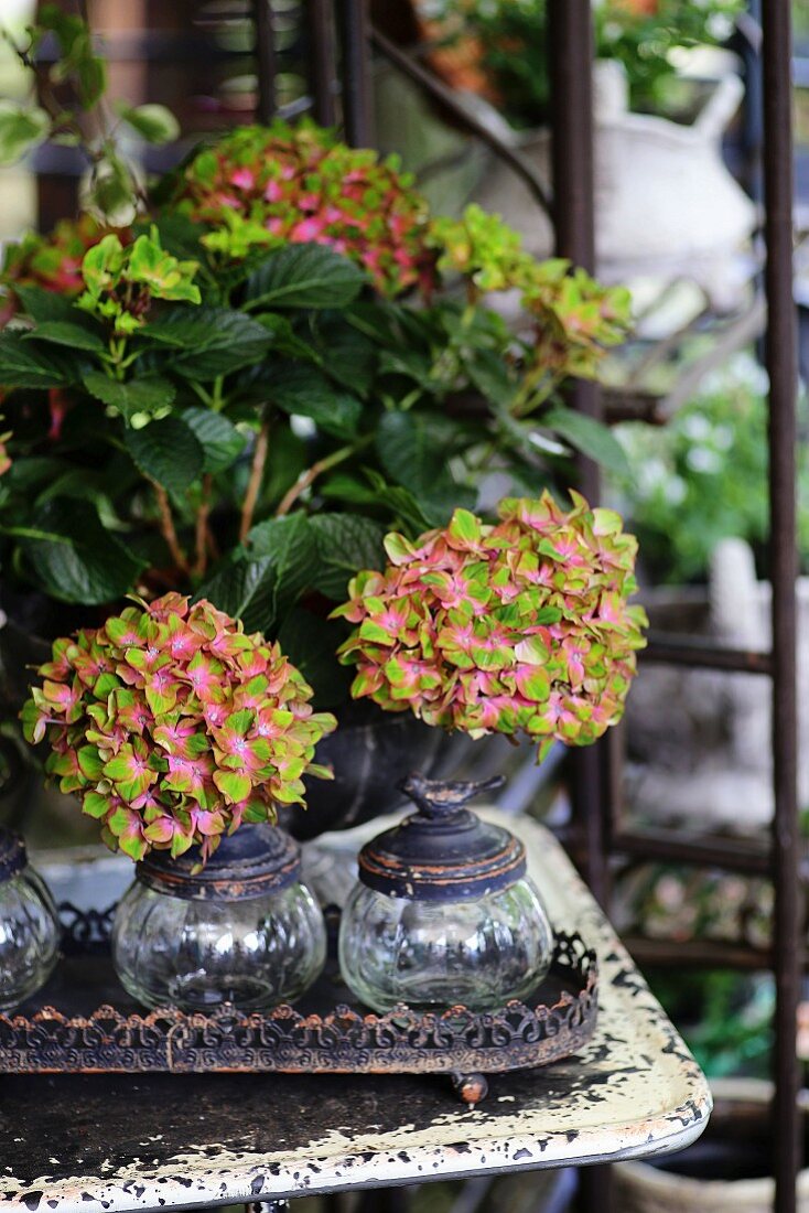Hydrangea of variety 'Schloss Wackerbarth' on vintage table and glass jars on metal tray