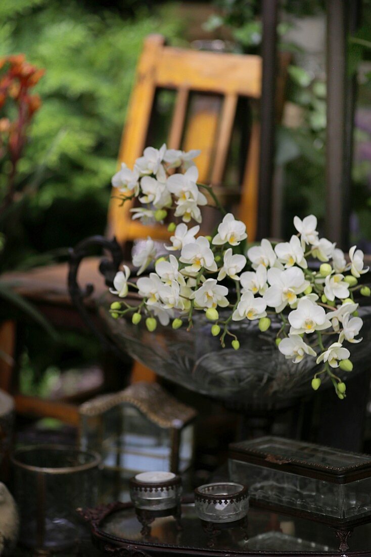 White orchids in antique glass bowl