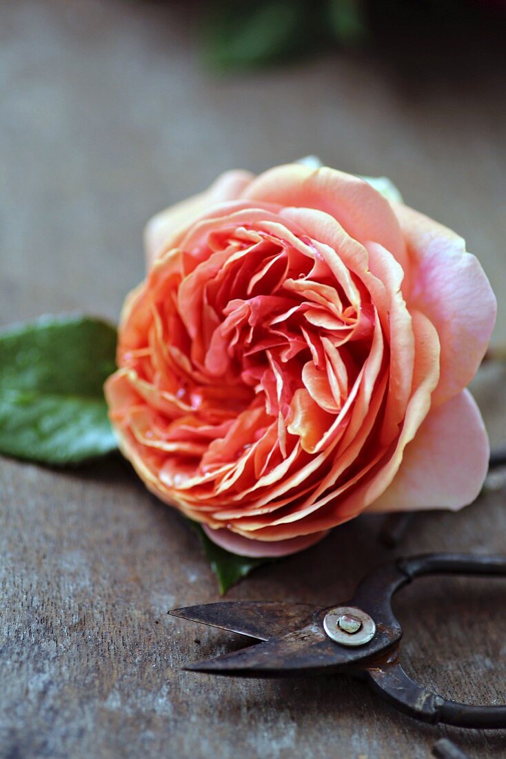 Rosenblüte der Sorte 'Chippendale' mit Vintage Schere
