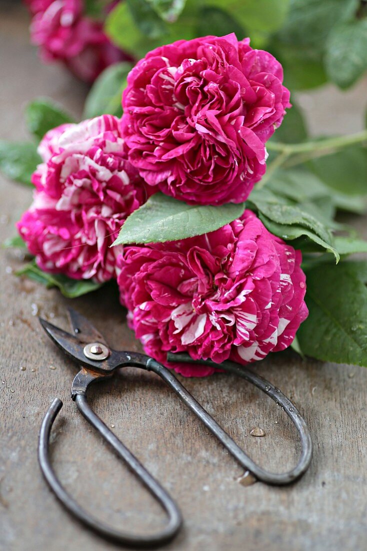 Rosenblüten der Sorte 'Mrs. Yamada' auf Holztisch mit Vintage Schere