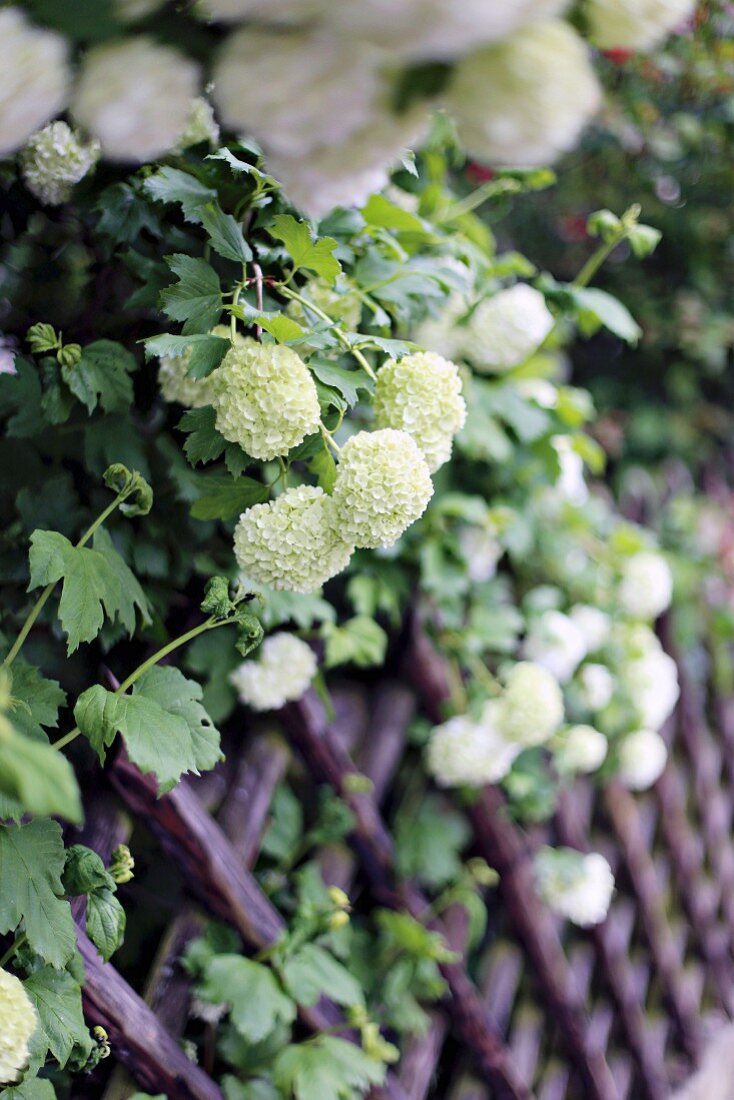 Common snowball or (Viburnum opulus - also known as European snowball or Guelder rose) growing against wooden fence
