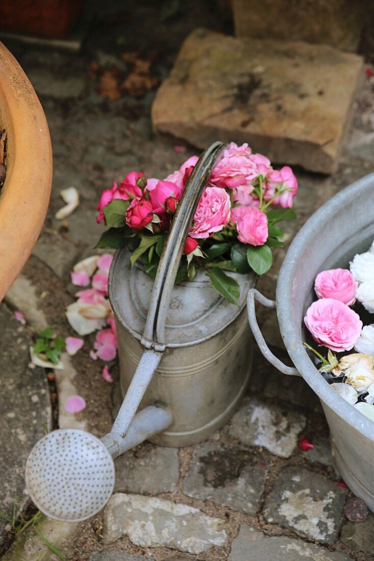 English roses in watering can
