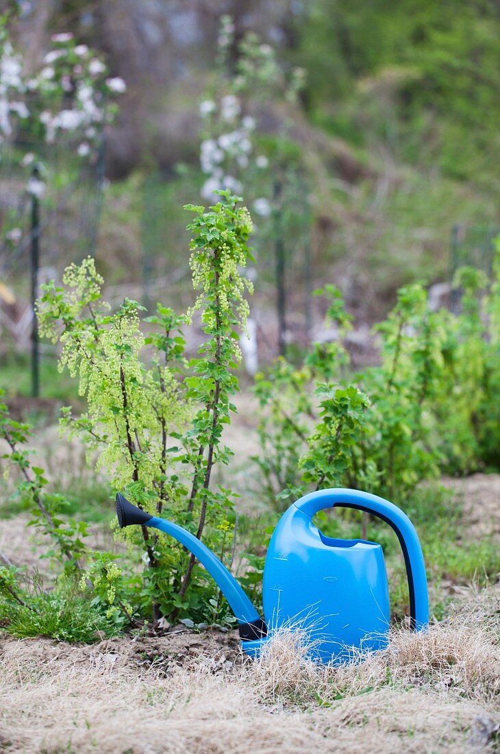 Giesskanne im Garten