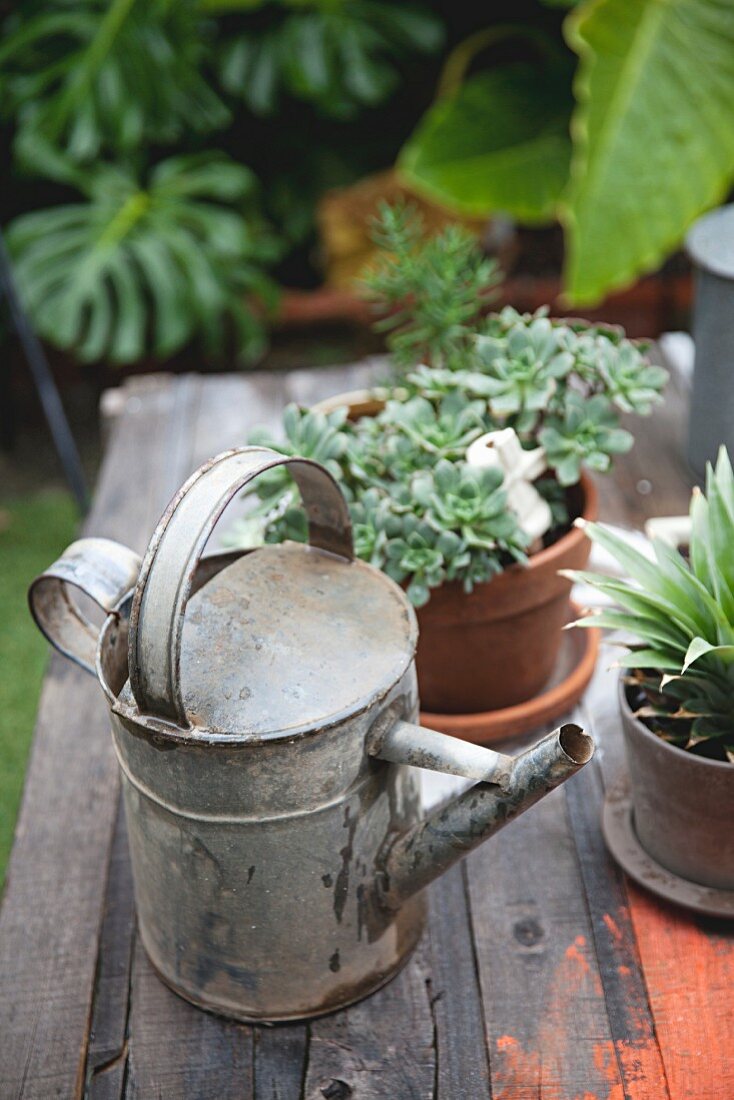 Zinc watering can and potted plants on old table in garden