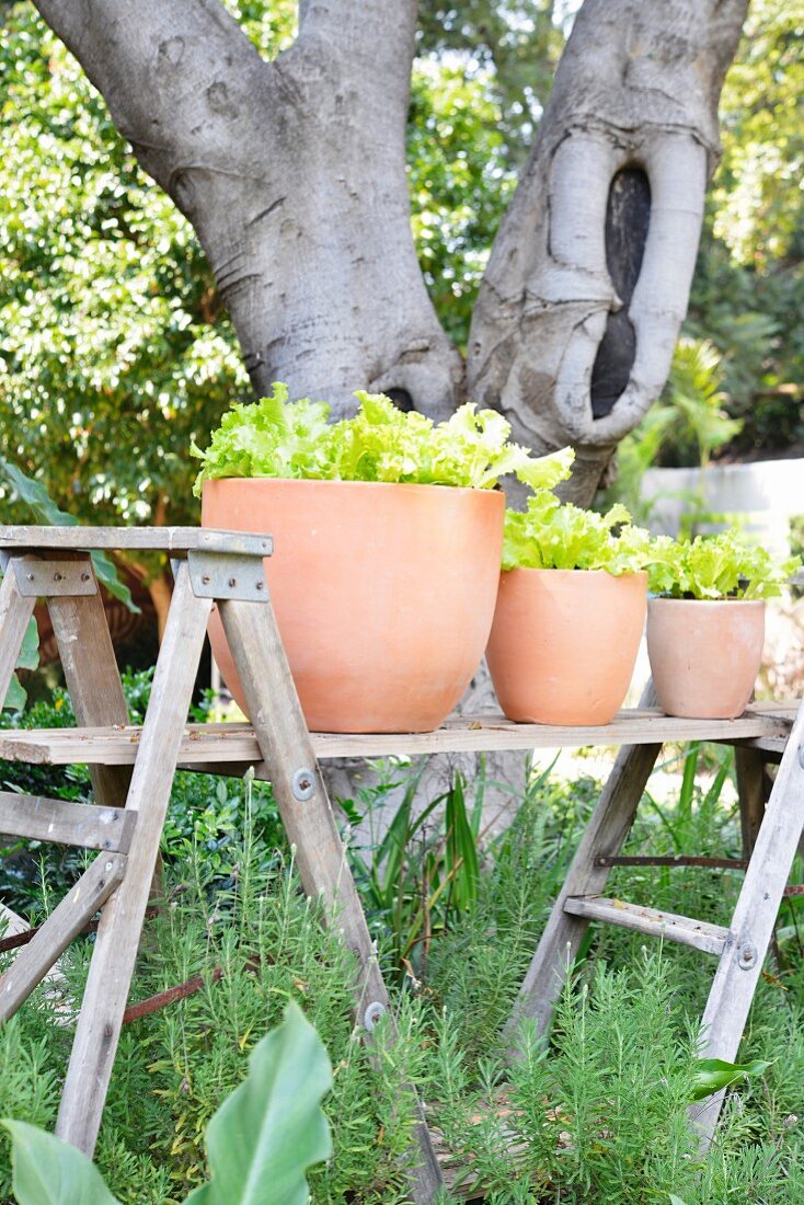 Tontöpfe mit Pflücksalat auf improvisiertem Tisch im Garten