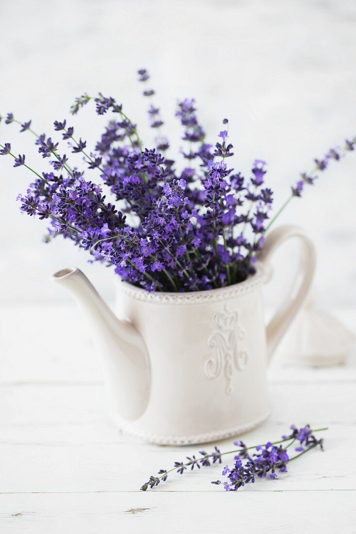 Bouquet von frischen Lavendelblüten in einer Retro-Teekanne