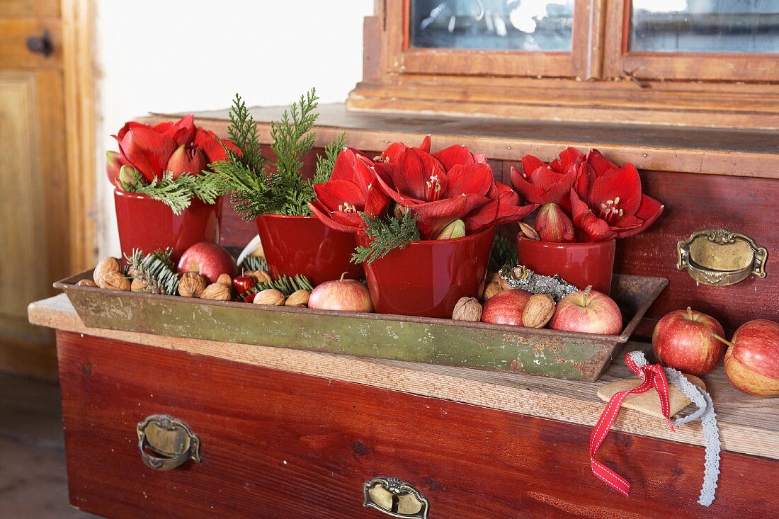 Rote Übertöpfe mit Amaryllis in Metalltablett mit Nüssen und Äpfeln