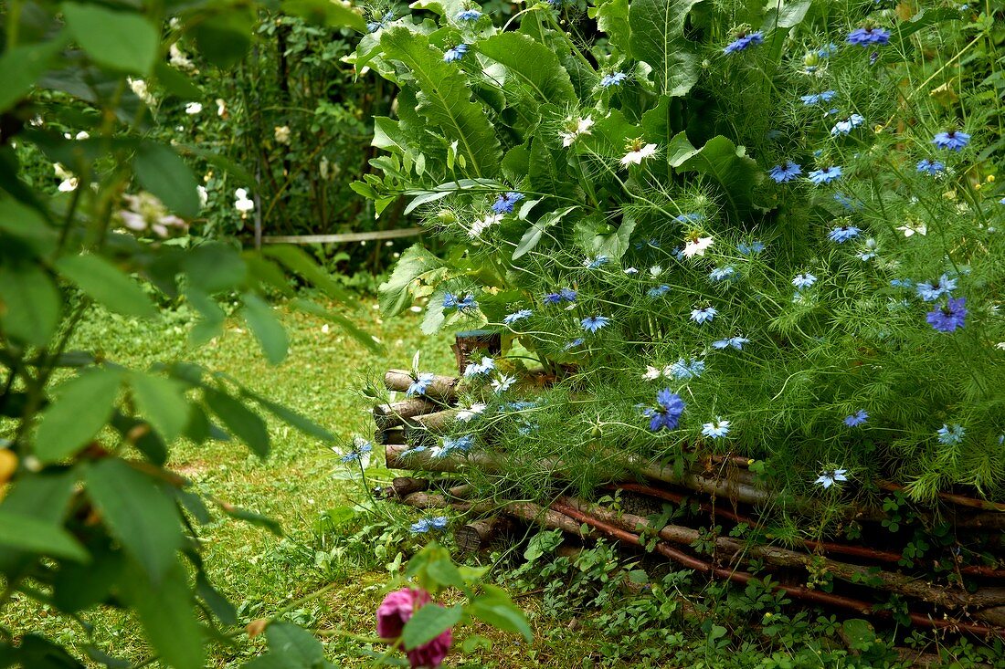 Mit geflochtenem, niedrigem Weidenzaun begrenztes Beet mit blauen und weissen Sommerblumen