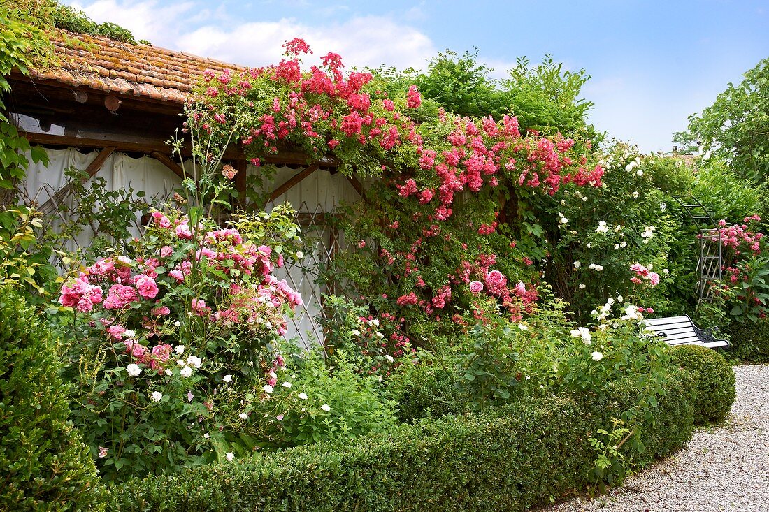 Niedrige Buchshecken mit prächtig blühenden Rosen und Rankpflanzen am Kiesweg vor einem Gartenhaus