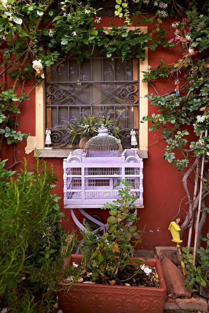 Ornate, lilac birdcage below rose climbing on red façade