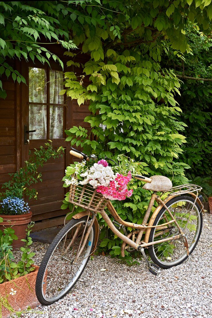 Vintage bicycle with flowers in basket on gravel path leading to front door surrounded by climbers