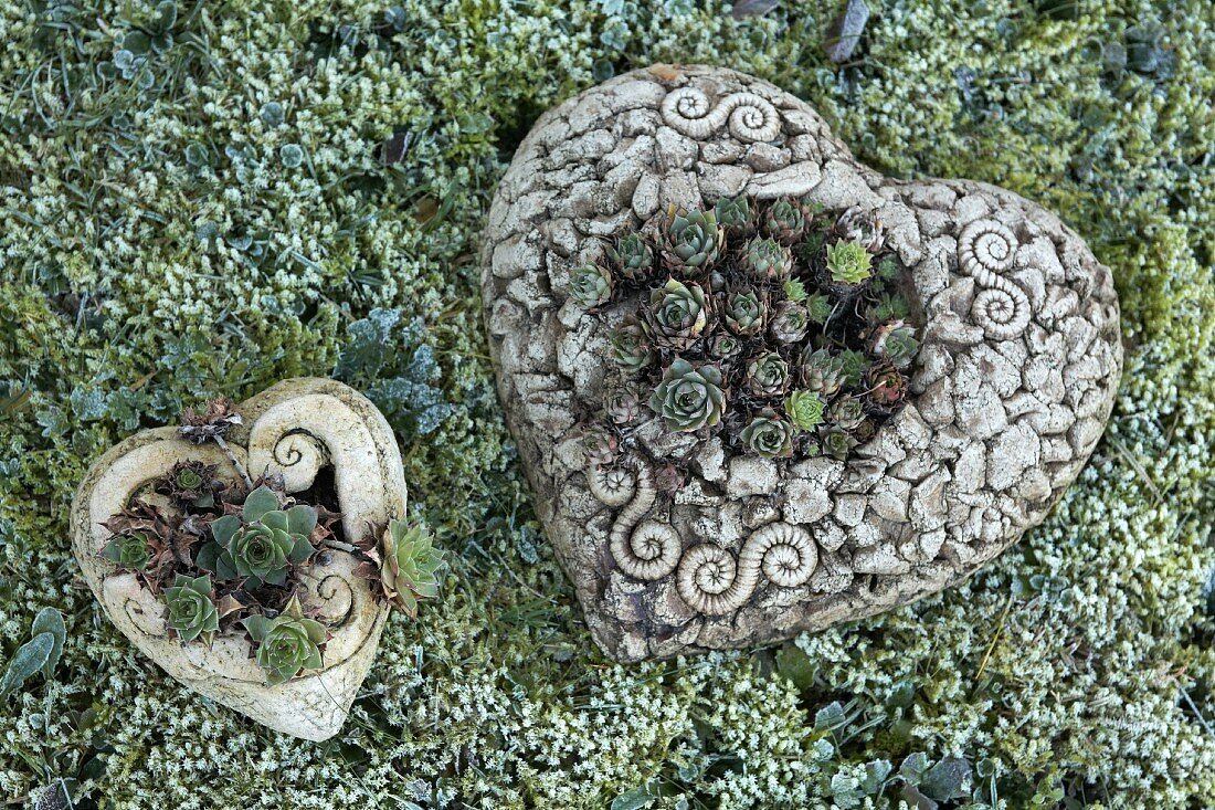 Ceramic love-hearts planted with Sempervivum lying on frosty moss