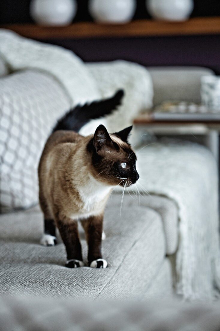 Siamese cat on pale couch