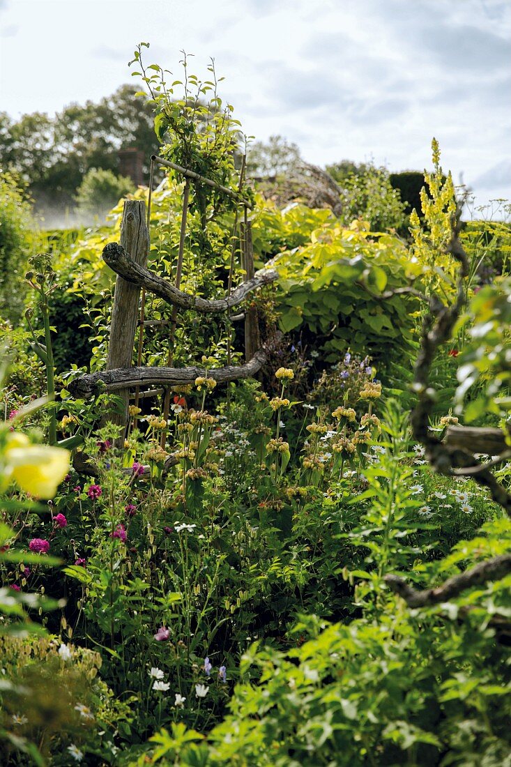 Mature, summery garden with weathered wooden trellis