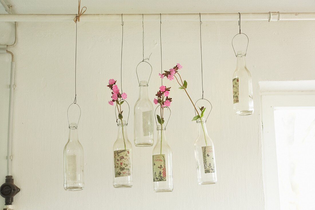 Sprigs of red campion in bottles hanging from pipe