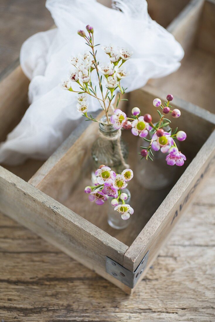 Waxflowers in small vases in wooden crate