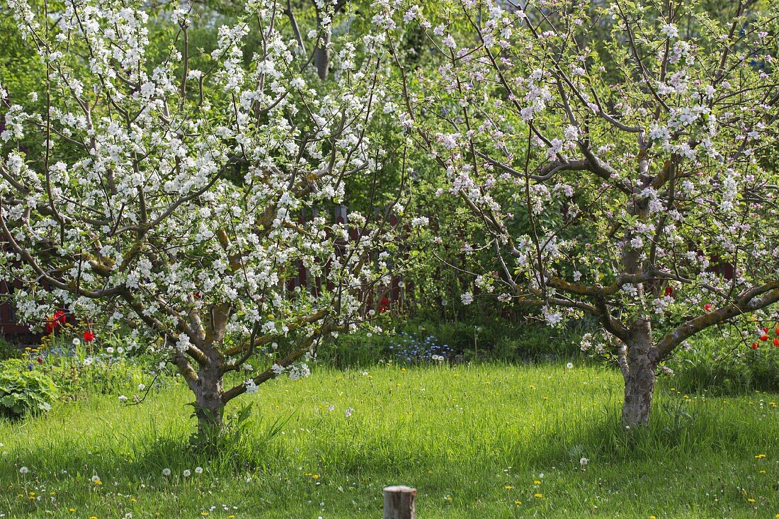 Blühende Apfelbäume in Garten