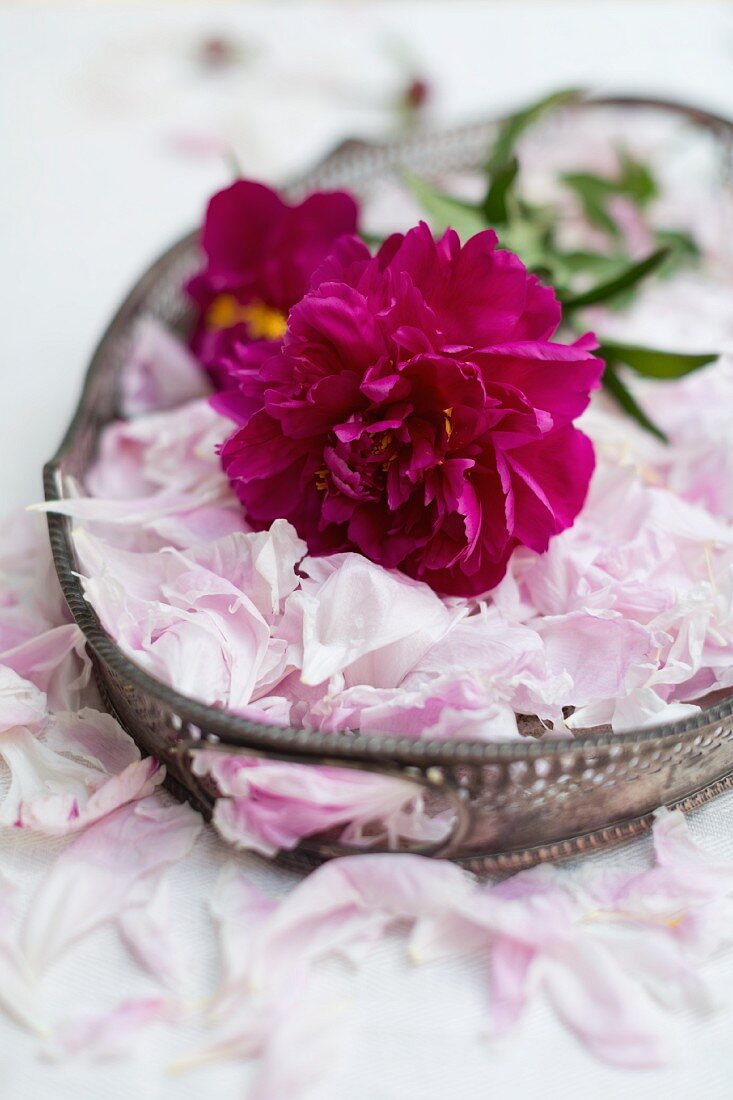 Deep pink peony & loose, pale pink petals on art nouveau tray