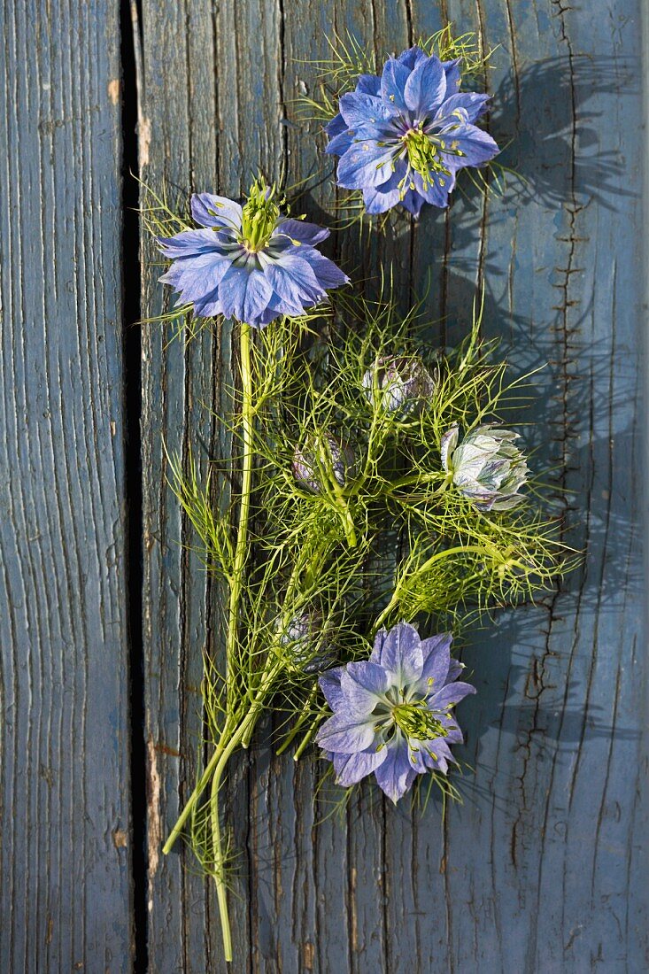 Love-in-a-mist flowers (Nigella damascena) on wooden surface