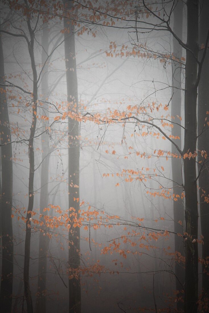 Misty, autumnal beech woods