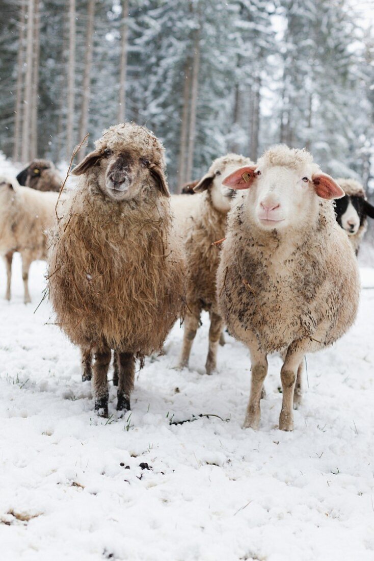Sheep in winter pasture in front of spruce woodland