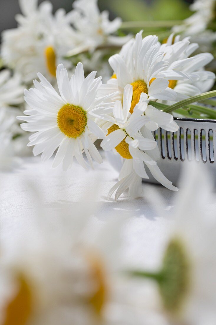Ox-eye daisies on table outdoors