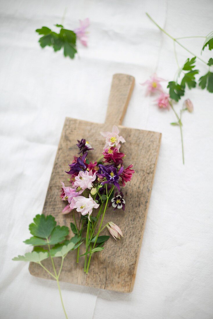 Aquilegias of different colours on small wooden board