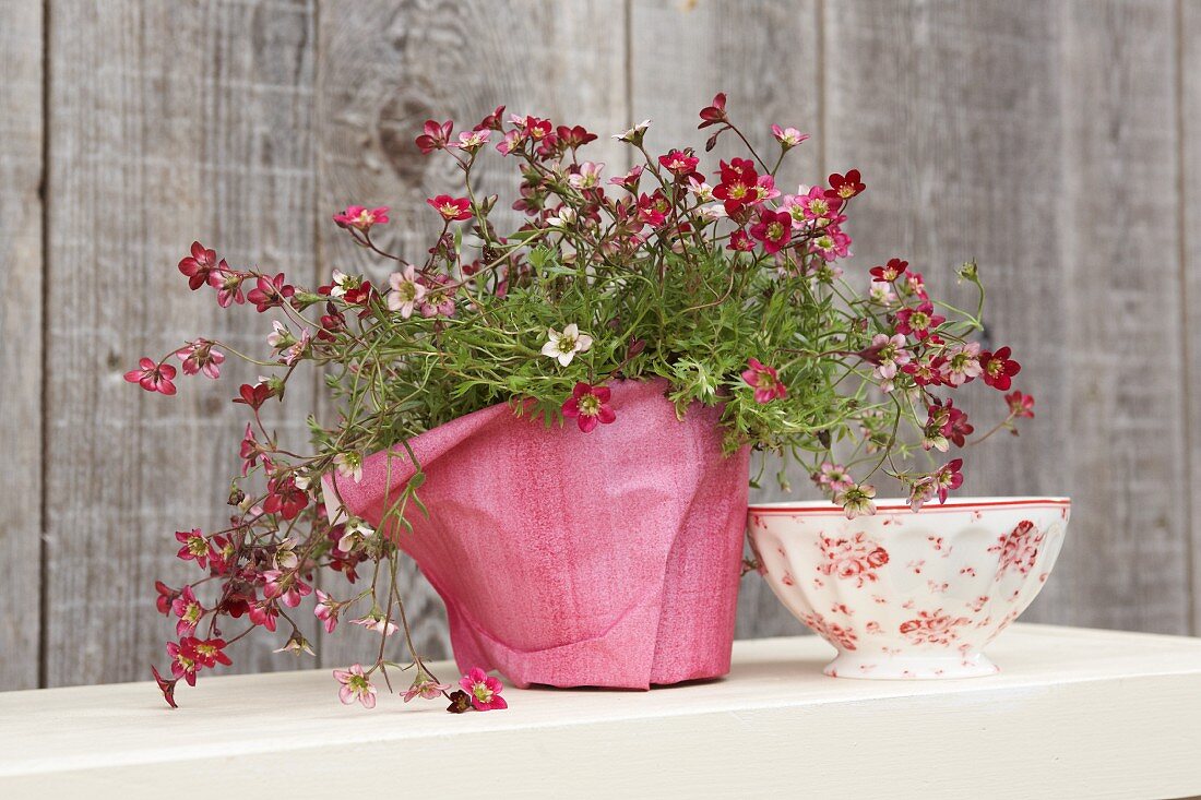 Mit rosarotem Dekopapier umwickelte, blühende Topfpflanze und rot-weiße Schale