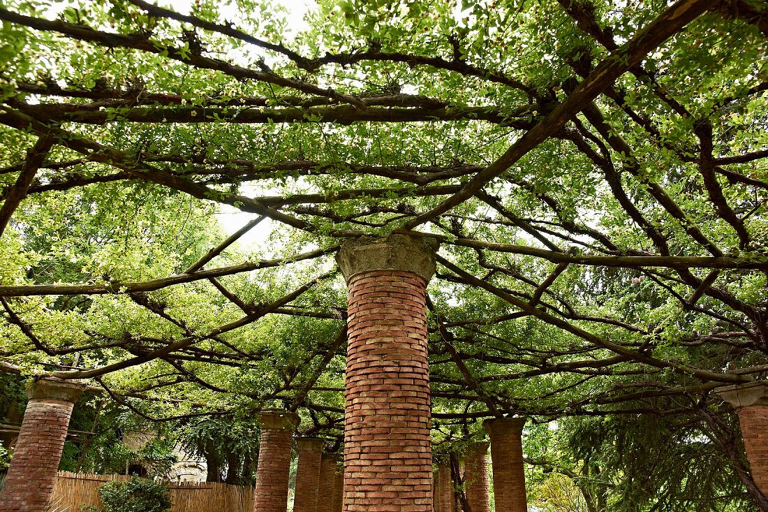 Brick pillars with capitals supporting spider-web pergola of branches in gardens of Villa Cimbrone in Italy