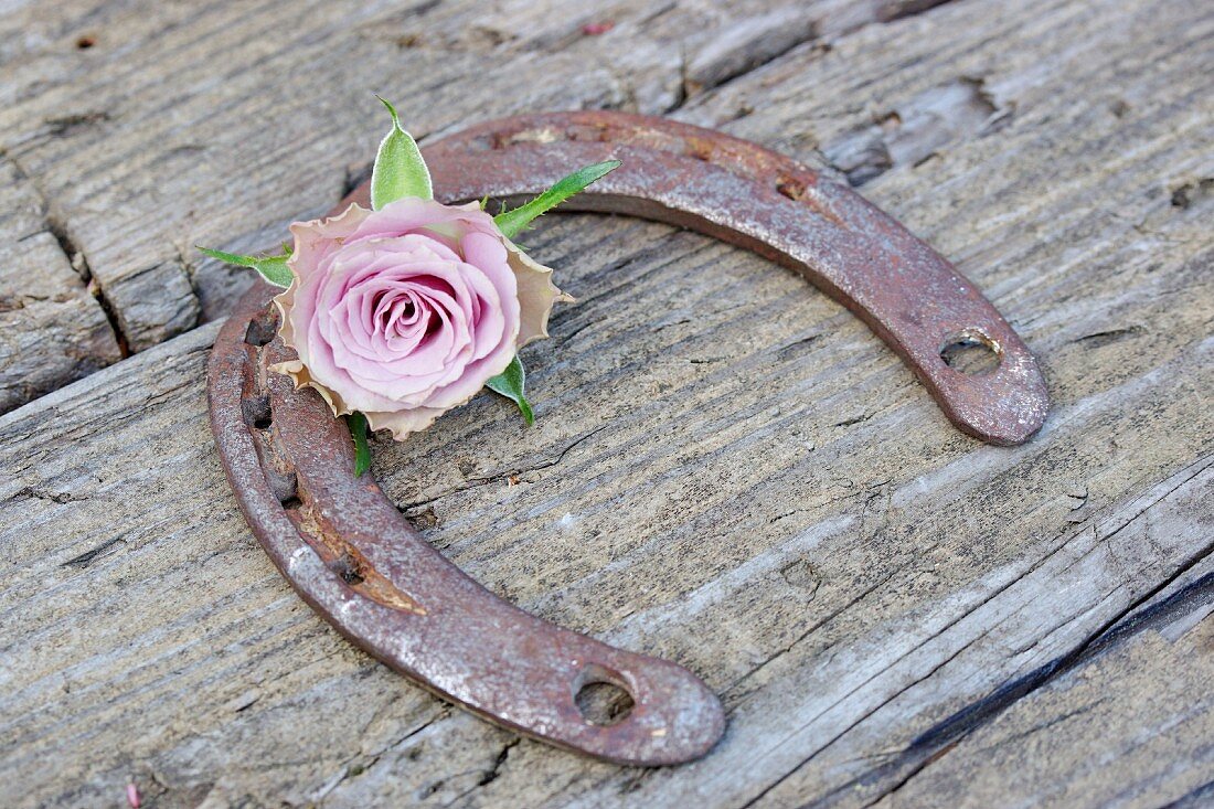 Old horse shoe and rose flowers on wooden surface
