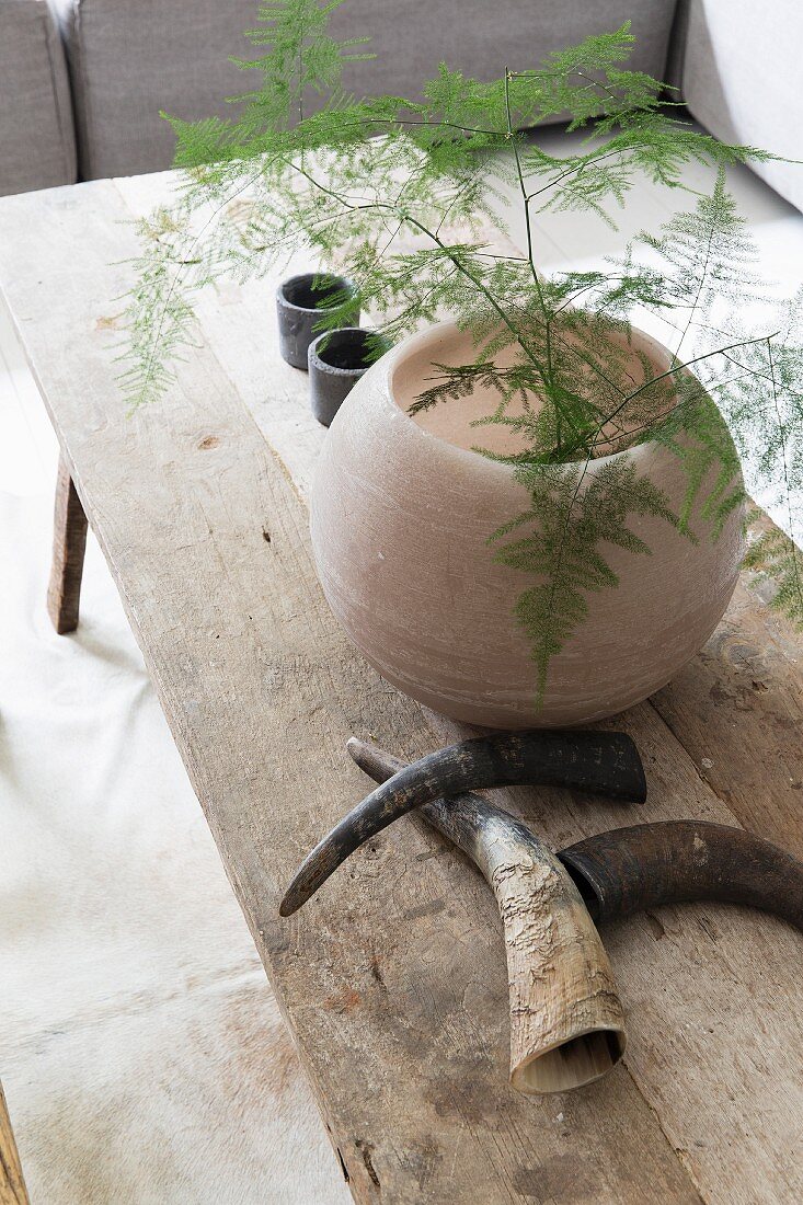 Kugelförmige Vase mit Zierspargel (Asparagus setaceus), daneben Tierhörner auf rustikalem Holztisch