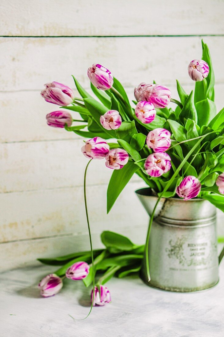 Ein Strauß pink-weiße Tulpen in Metallkrug