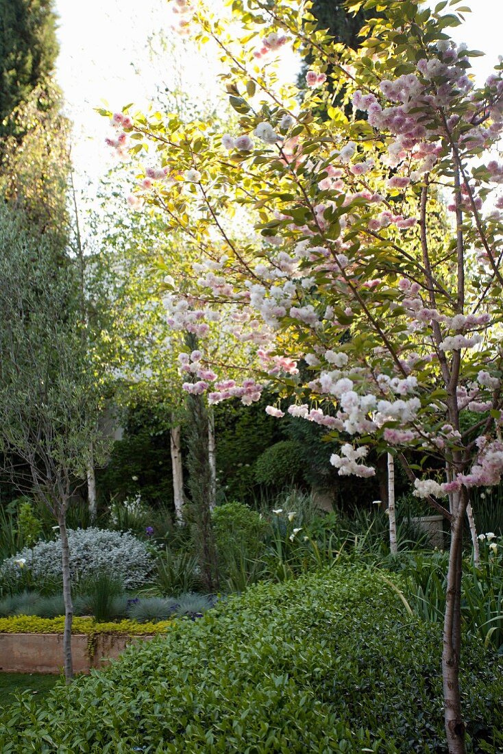Bed of foliage plants in sunlight and Japanese flowering cherry in foreground