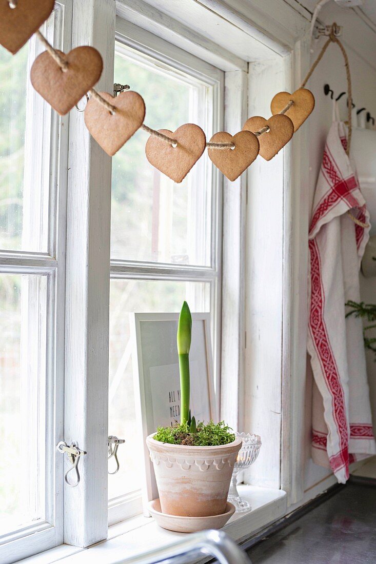 Amaryllis in decorative pot on windowsill below garland of gingerbread hearts threaded on cord