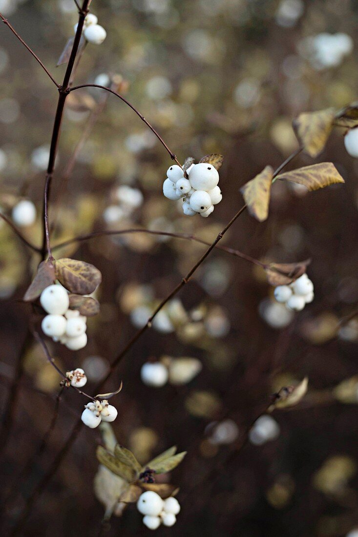 Branches of snowberries