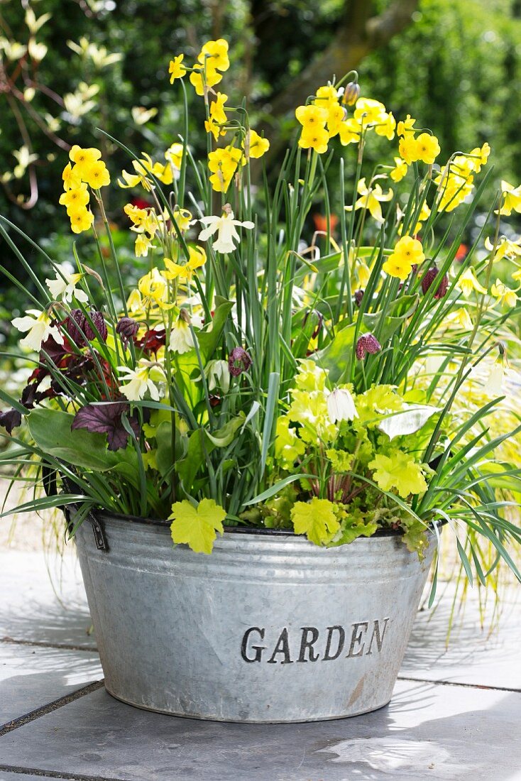 Zinc tub planted with spring flowers