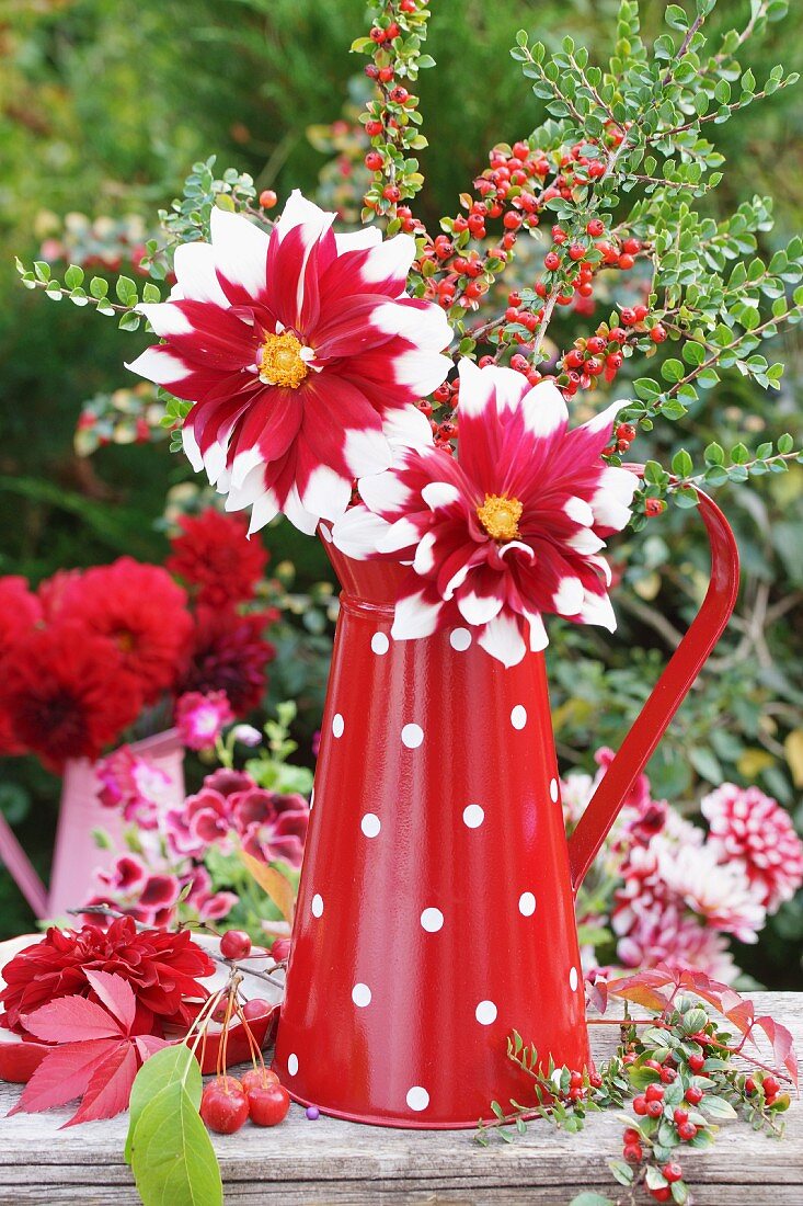Red and white dahlias and branches of berries in colour-coordinated enamel jug